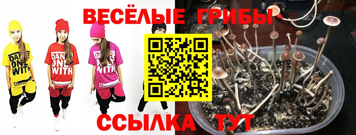Галлюциногенные грибы Psilocybe Чебоксары