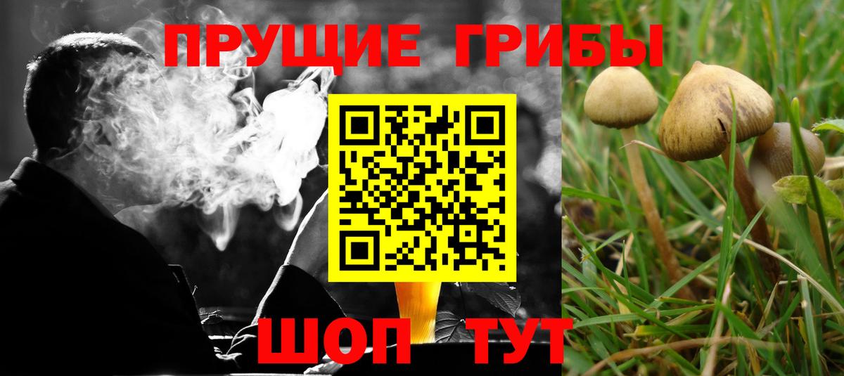 Псилоцибиновые грибы мицелий  Вход с VPN  Чебоксары  Псилоцибиновые грибы Psilocybe 